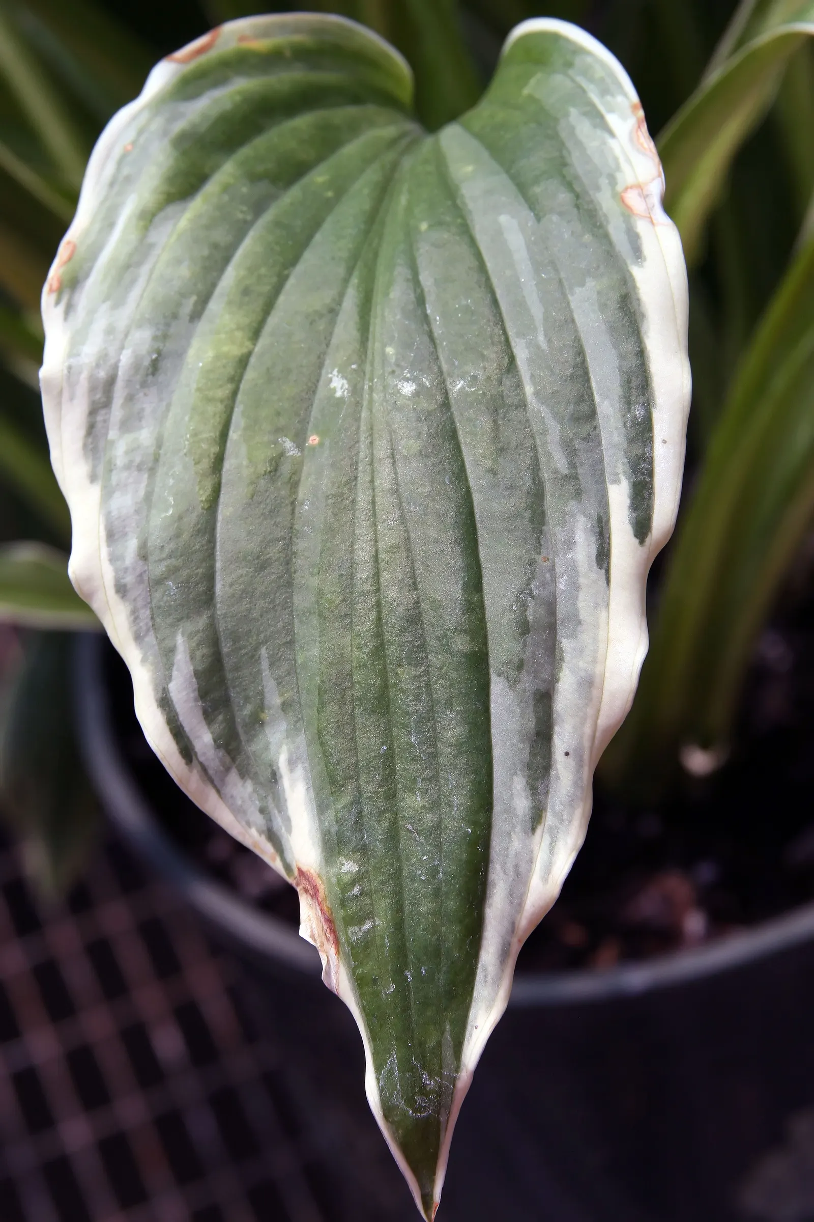 Fortune Hosta (Hosta Fortunei) — textured green hue that may be variegated depending on the cultivar