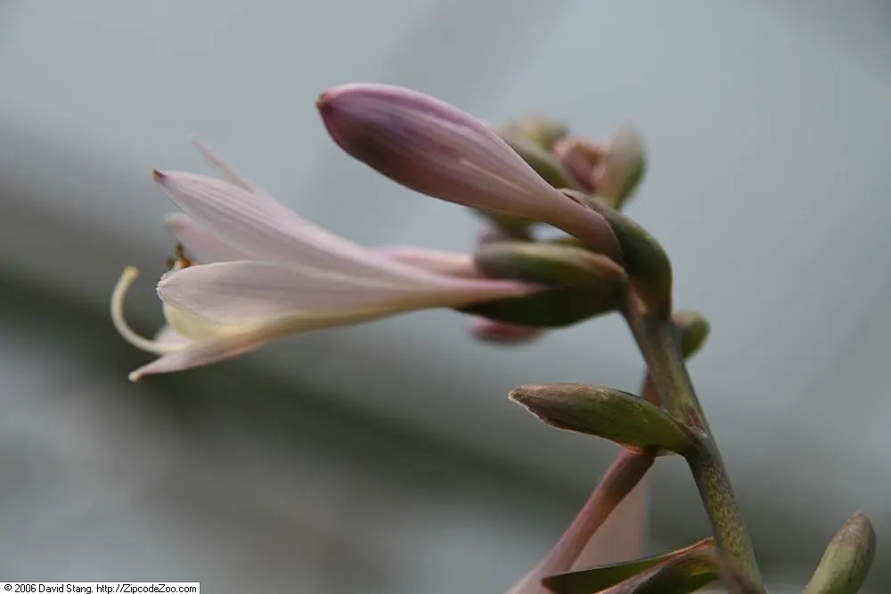 Fortune Hosta (Hosta Fortunei) — adding a layer of dynamic interaction to the garden.<br><br>For optimal growth