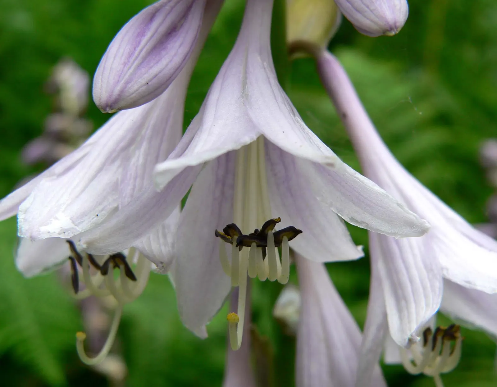 Fortune Hosta (Hosta Fortunei) — requiring minimal care once established in a moist