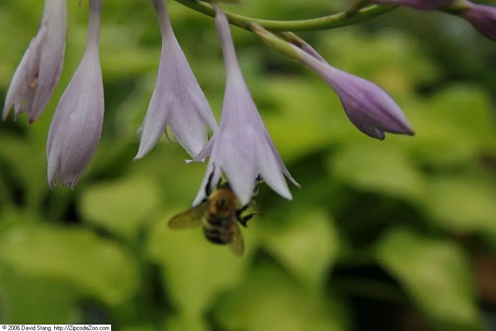 Fortune Hosta (Hosta Fortunei) — The Fortune Hosta (Hosta fortunei) enlivens shady gardens with its lush foliage