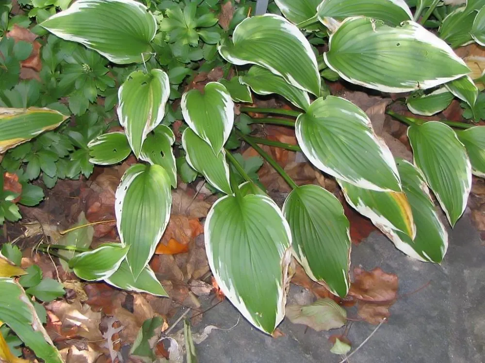 Fortune Hosta (Hosta Fortunei) — demonstrating significant cold tolerance.<br><br>Hosta fortunei typically boasts broad