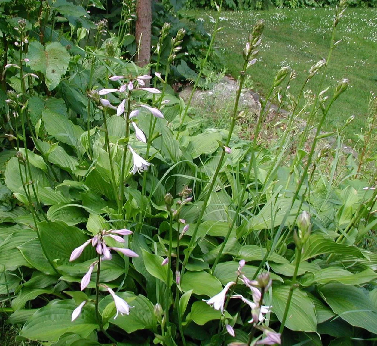 Fortune Hosta (Hosta Fortunei) — The plant forms an impressive mound