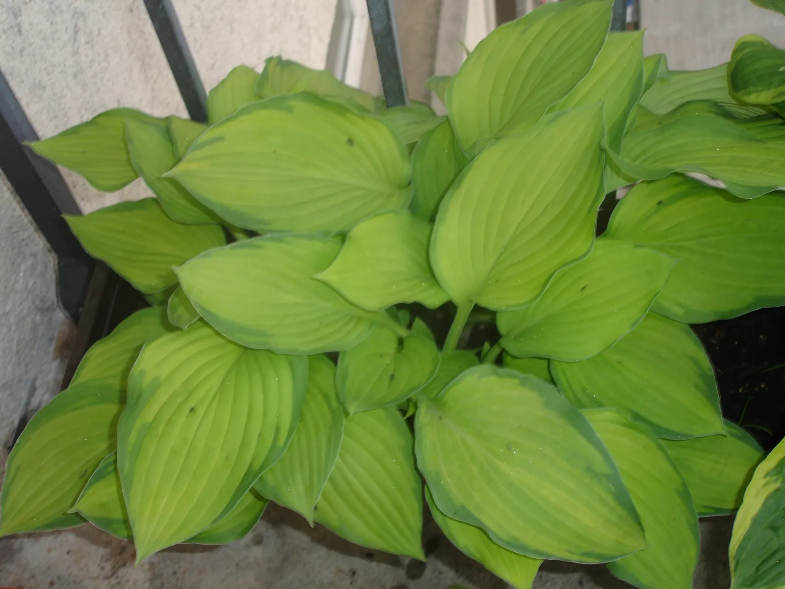 Fortune Hosta (Hosta Fortunei) — These lavender or white blossoms are not only visually appealing but also attract various pollinators