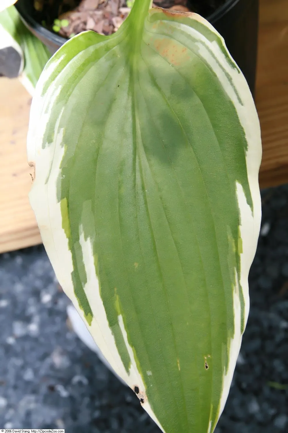 Fortune Hosta (Hosta Fortunei) — This species thrives in USDA Hardiness Zones 3 through 8