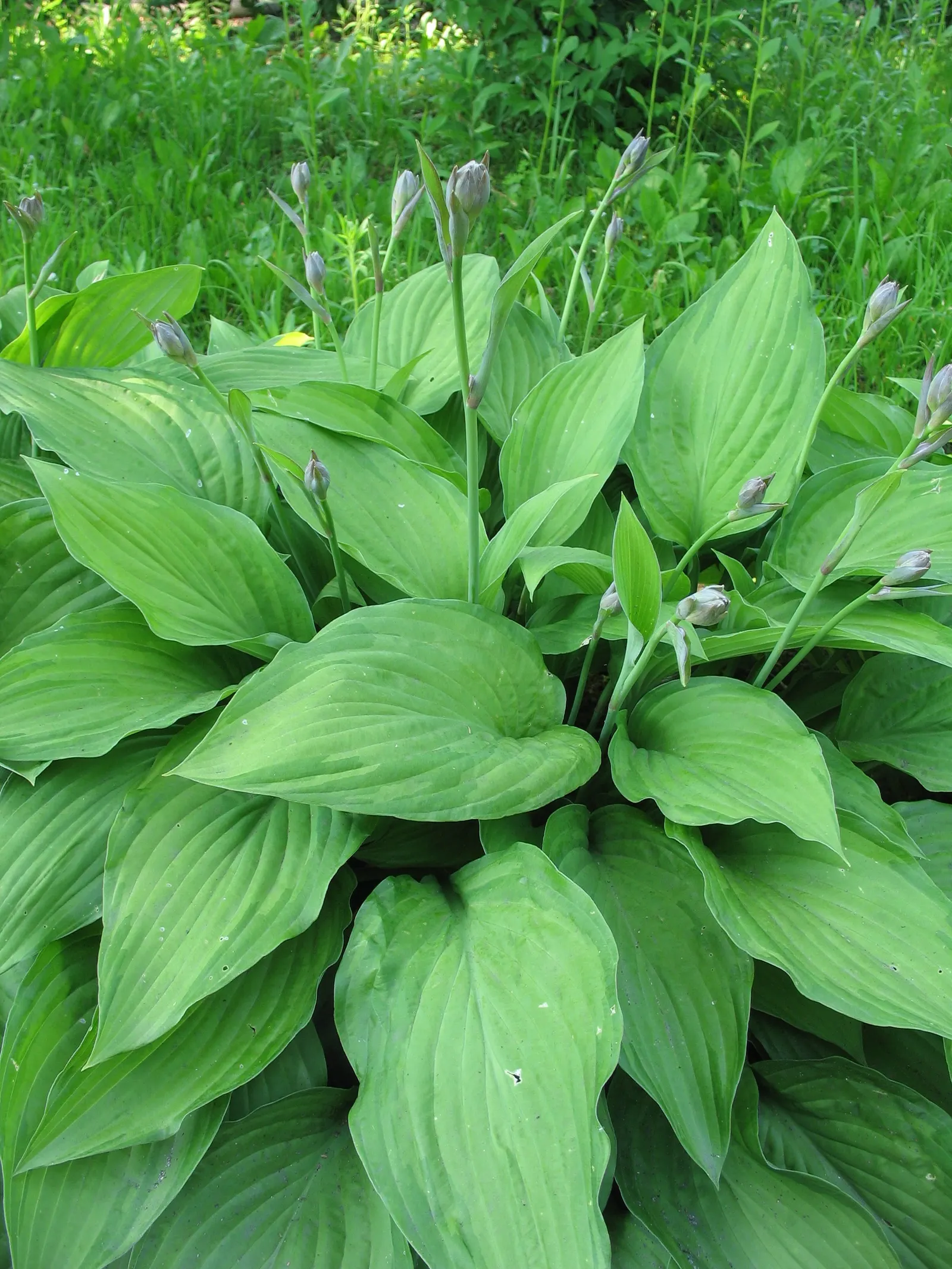 Fortune Hosta (Hosta Fortunei) — reaching about 2 feet in height and spreading up to 4 to 5 feet across when mature