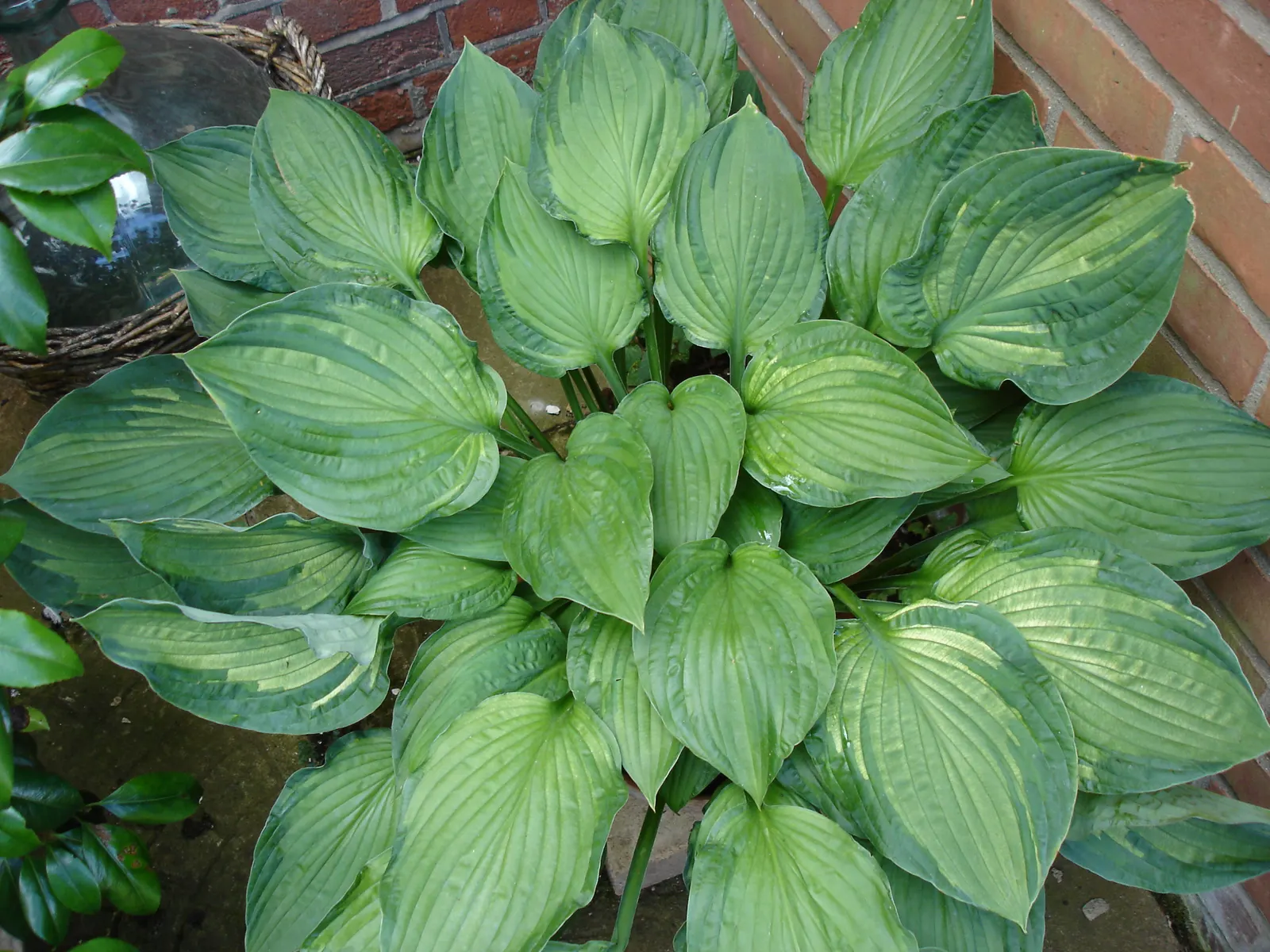 Fortune Hosta (Hosta Fortunei) — Its symmetrical growth pattern provides a visually soothing element within the landscape.<br><br>In midsummer
