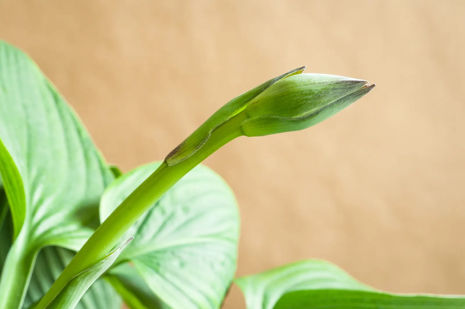 Fortune Hosta (Hosta Fortunei) — This perennial thrives in zones 3-9, requiring well-drained soil