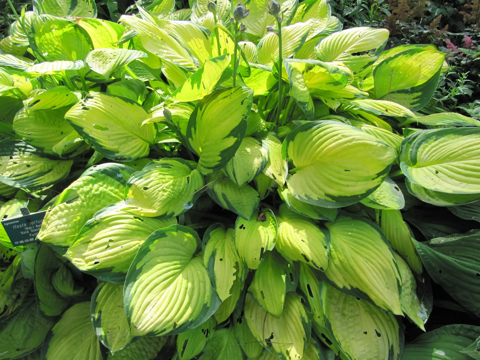 Fortune Hosta (Hosta Fortunei) — the Fortune Hosta produces graceful