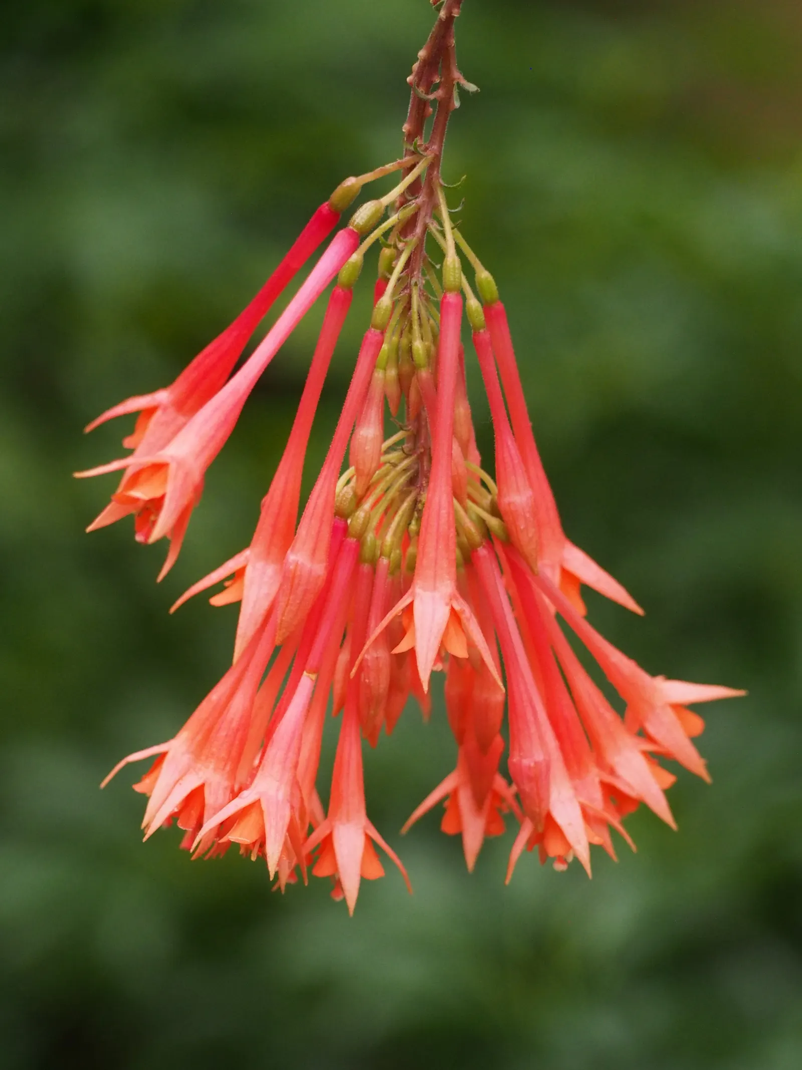 Fuchsia Hybrids (Fuchsia X Hybrida) — To ensure optimal health and flowering; plant them in a location with well-draining soil and provide regular watering