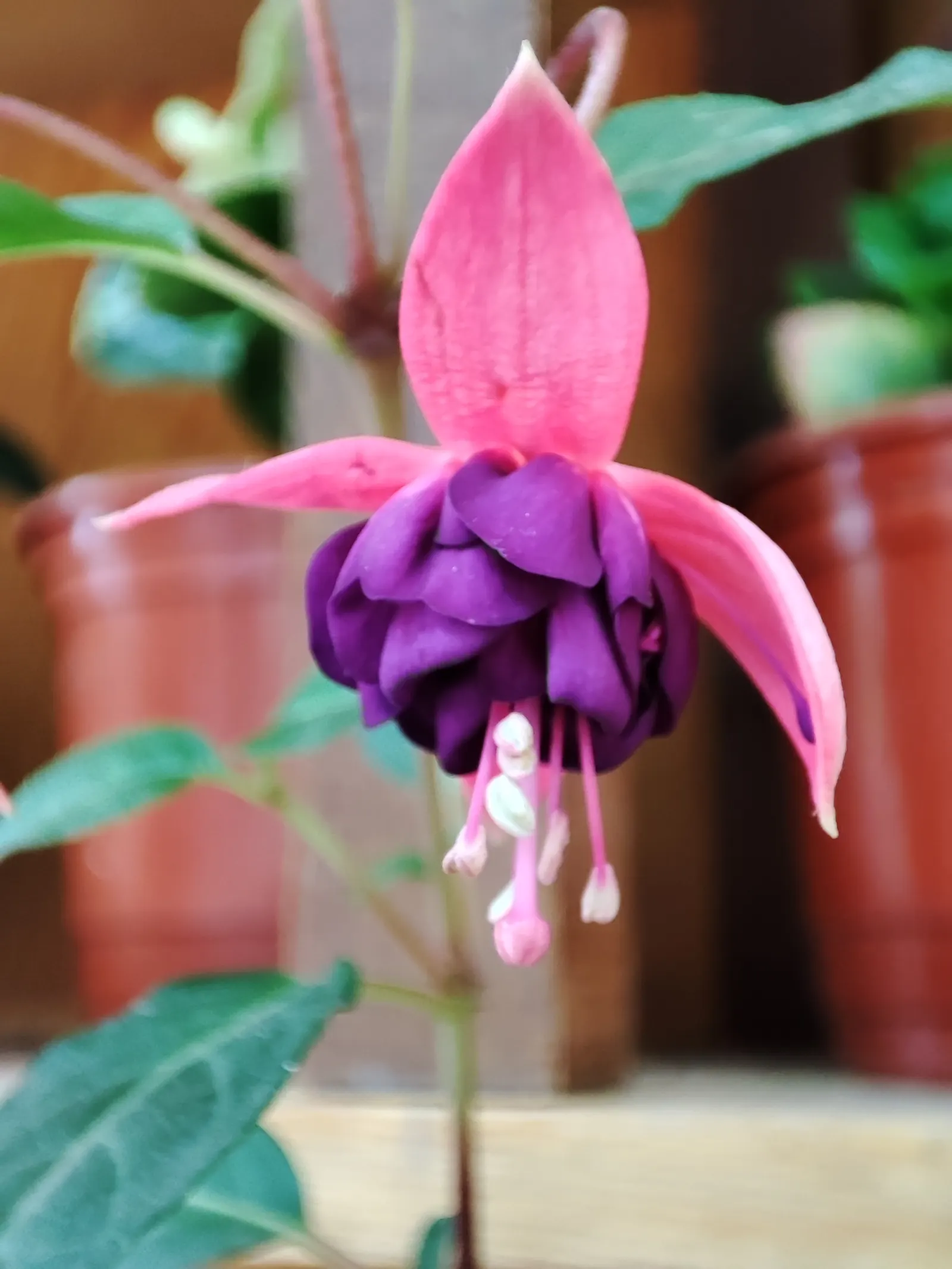 Fuchsia Hybrids (Fuchsia X Hybrida) — or used as a dazzling accent along walkways or patios