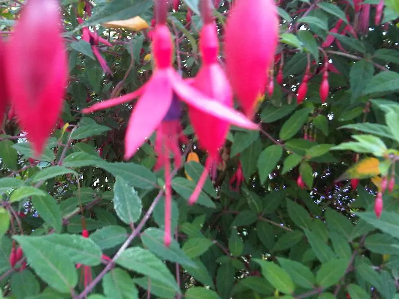Fuchsia Hybrids (Fuchsia X Hybrida) — present pendant-like blossoms that dangle with a dance-like poise; they make a perfect understory plant or border accent