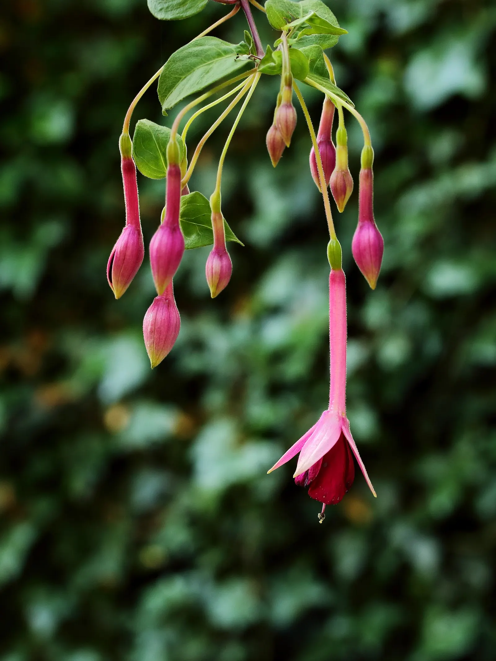 Fuchsia Hybrids (Fuchsia X Hybrida) — drooping flowers showcasing a striking amalgamation of purple and pink hues