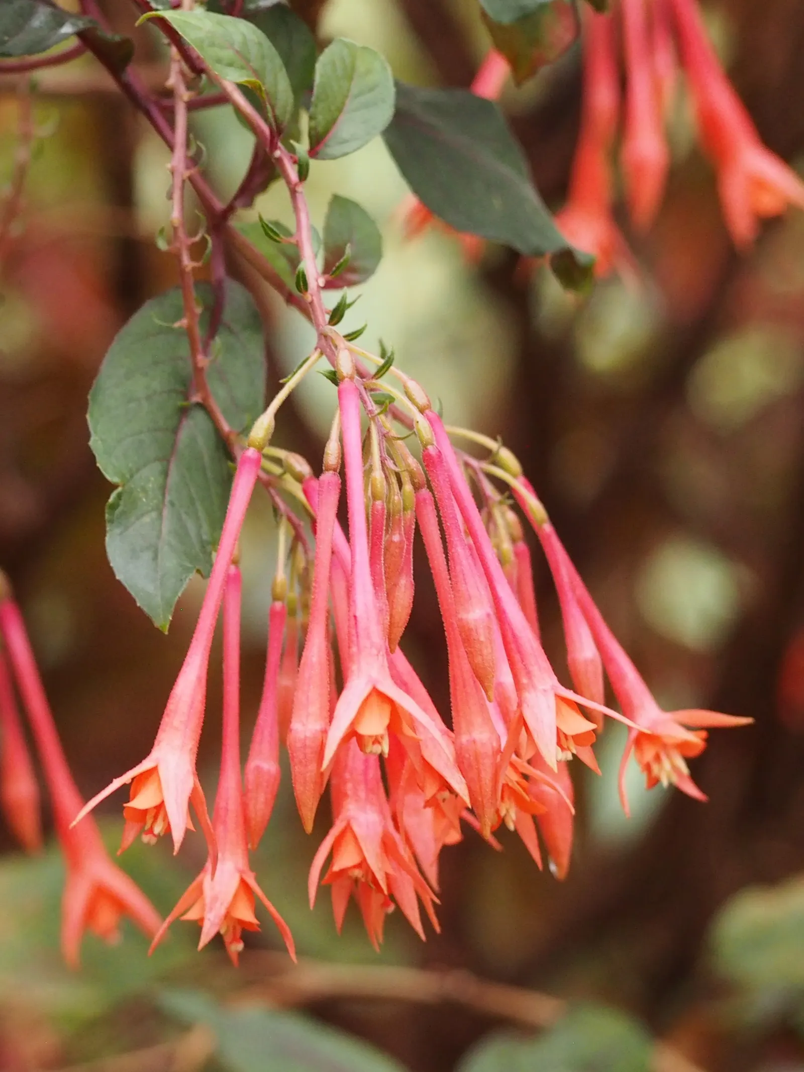 Fuchsia Hybrids (Fuchsia X Hybrida) — so they're an excellent choice for cooler; its unique blossoms add vibrant color and visual interest to any garden space