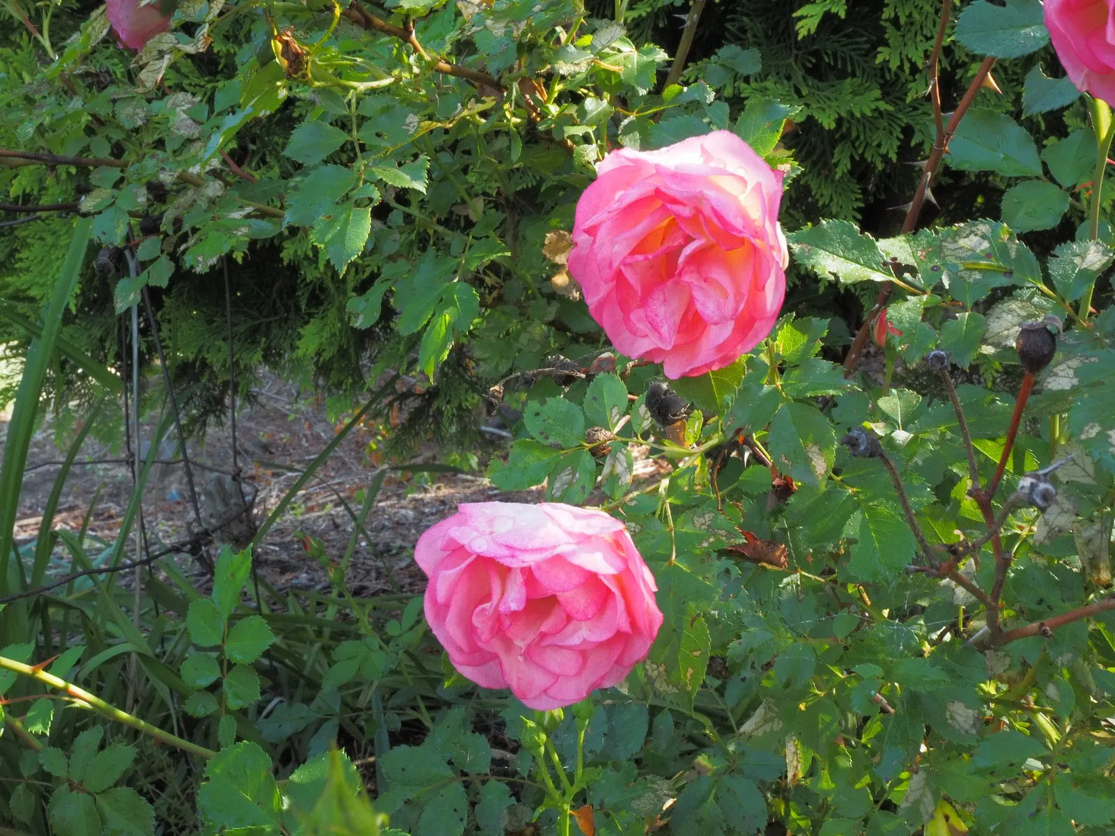 Fuchsia Hybrids (Fuchsia X Hybrida) — which can extend from spring through fall in favorable climates