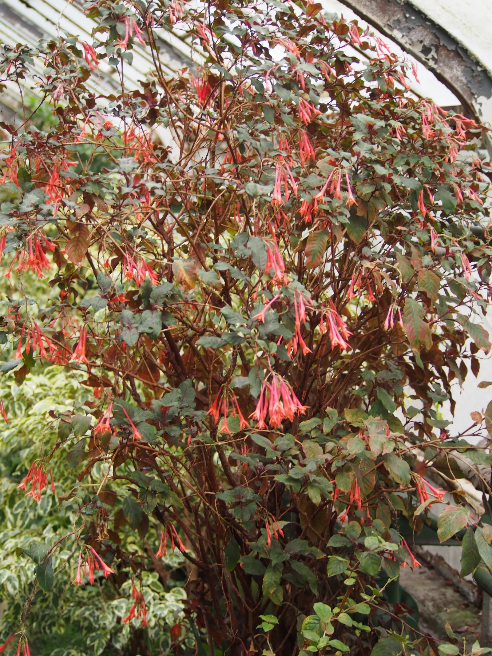 Fuchsia Hybrids (Fuchsia X Hybrida) — multi-colored and pink and red and white flowers in the garden; sporting a unique teardrop shape that is undeniably