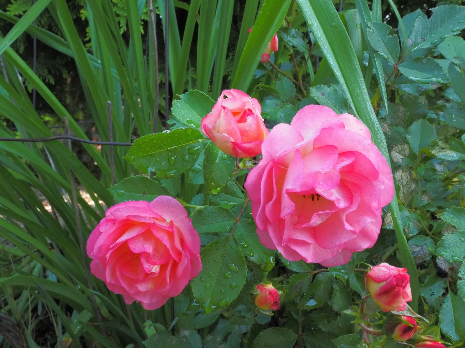 Fuchsia Hybrids (Fuchsia X Hybrida) — To ensure optimal health and flowering