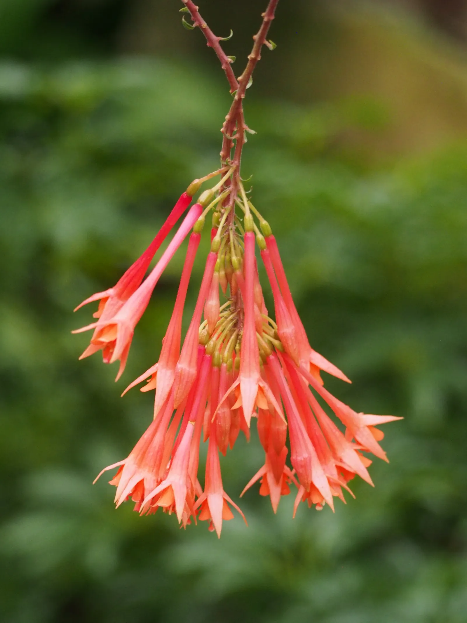 Fuchsia Hybrids (Fuchsia X Hybrida) — Their flowers are renowned for their dual-tone palette; a popular ornamental shrub