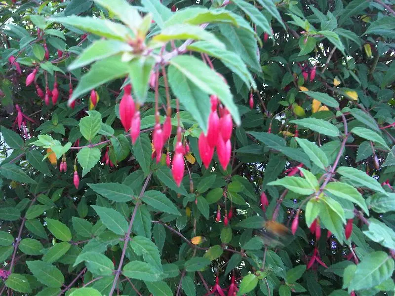 Fuchsia Hybrids (Fuchsia X Hybrida) — For best results, plant in moist, well-drained soil and provide regular watering; drooping flowers showcasing a striking