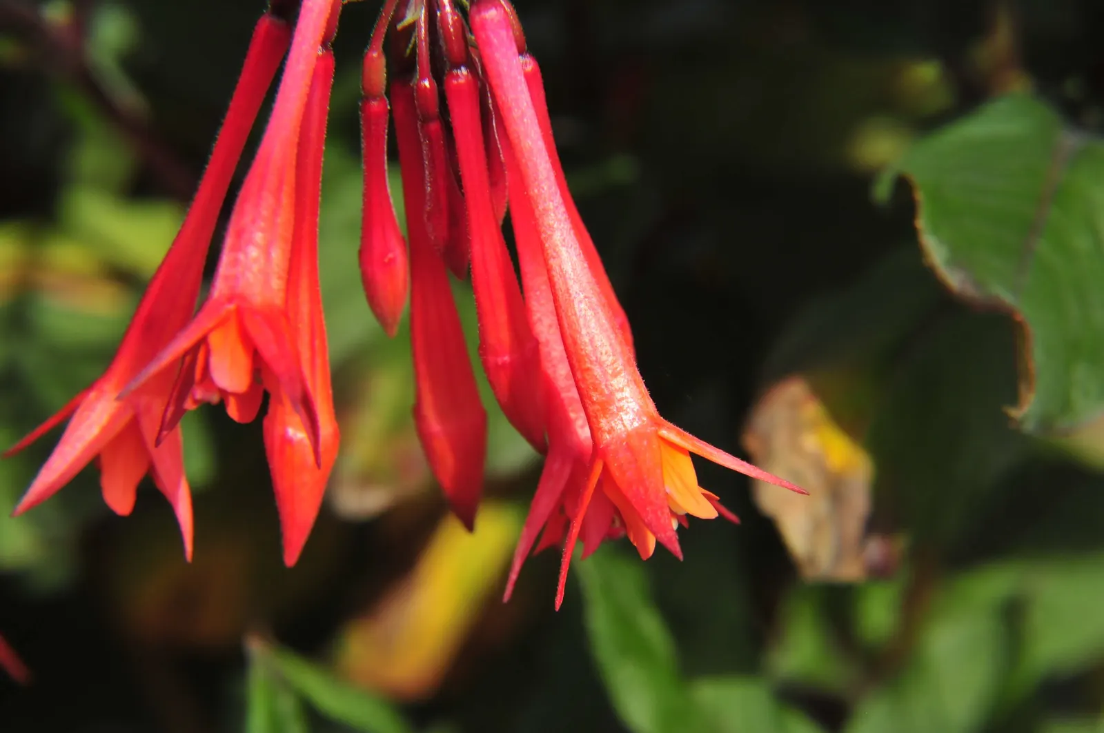 Fuchsia Hybrids (Fuchsia X Hybrida) — commonly gracing gardens with its vibrant hues and graceful form