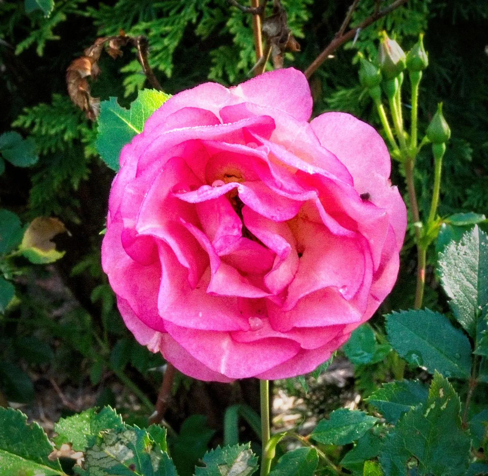 Fuchsia Hybrids (Fuchsia X Hybrida) — Their flowers are renowned for their dual-tone palette