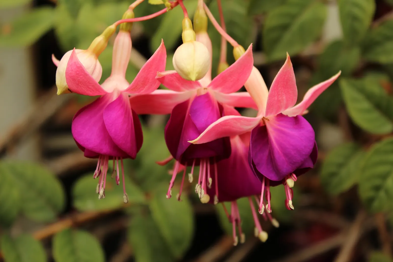 Fuchsia Hybrids (Fuchsia X Hybrida) — sporting a unique teardrop shape that is undeniably eye-catching; <br><br>Importantly for maintenance