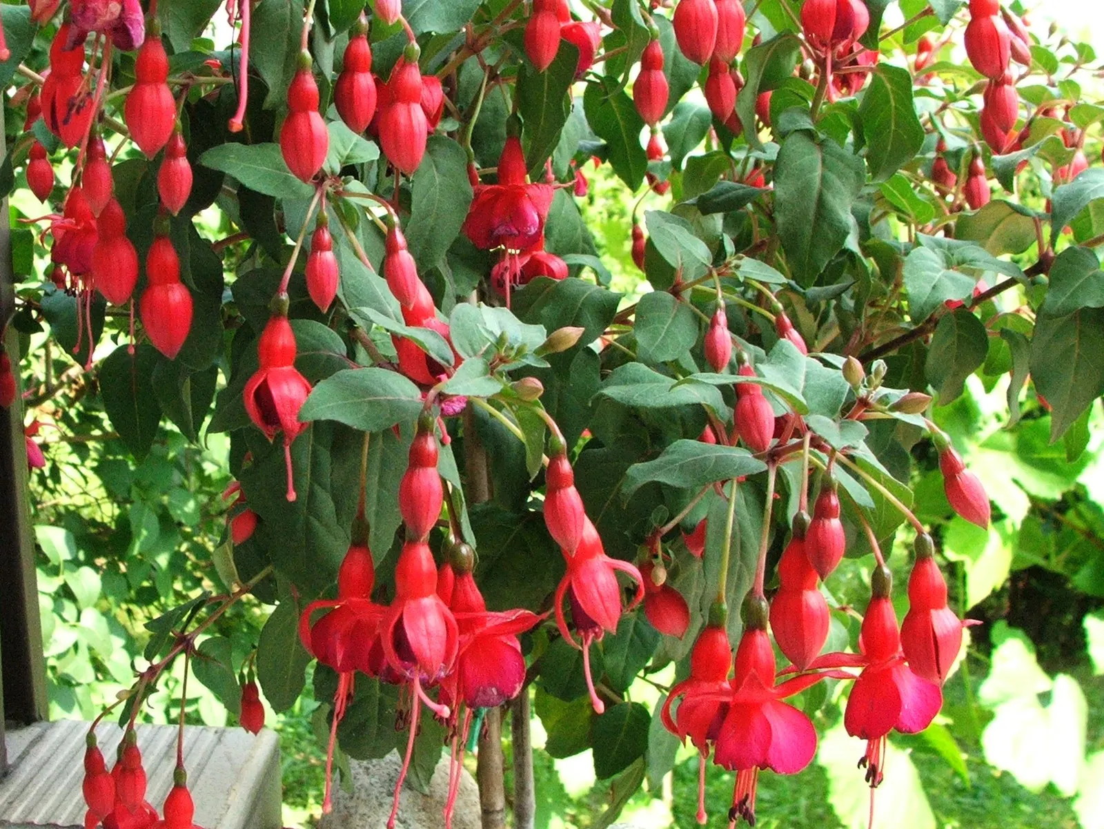 Fuchsia Hybrids (Fuchsia X Hybrida) — Thriving in partial shade, it grows 1-4 feet tall and spreads up to 3 feet; whether they are displayed in hanging baskets
