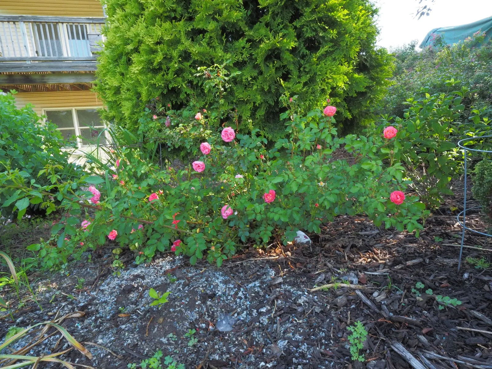 Fuchsia Hybrids (Fuchsia X Hybrida) — they make a perfect understory plant or border accent in zones 6-11