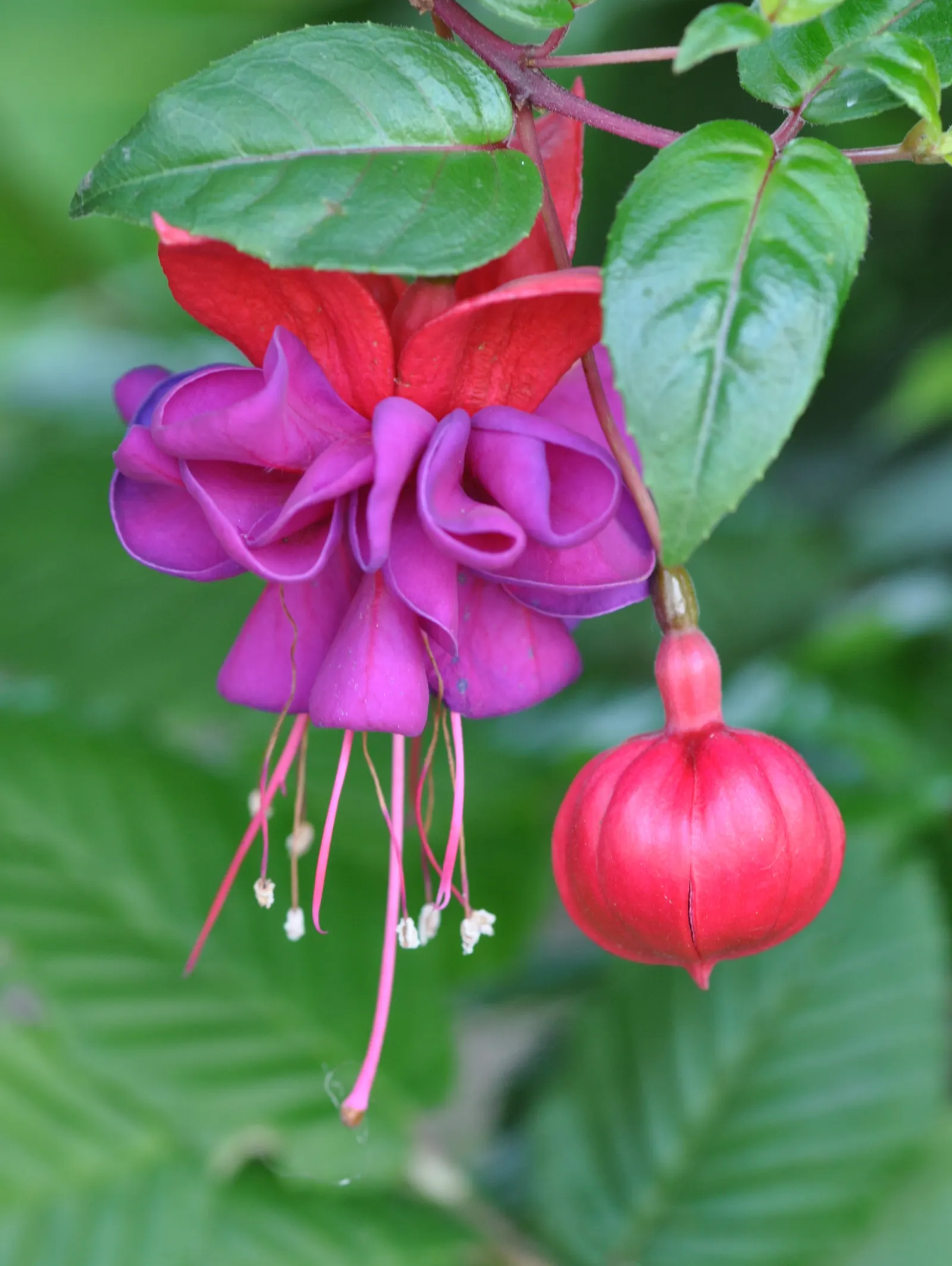 Fuchsia Hybrids (Fuchsia X Hybrida) — stands out with its elegant; present pendant-like blossoms that dangle with a dance-like poise
