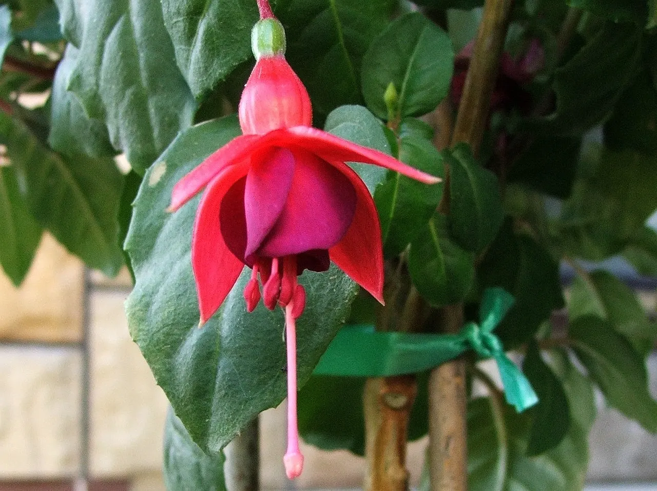 Fuchsia Hybrids (Fuchsia X Hybrida) — Thriving in partial shade, it grows 1-4 feet tall and spreads up to 3 feet