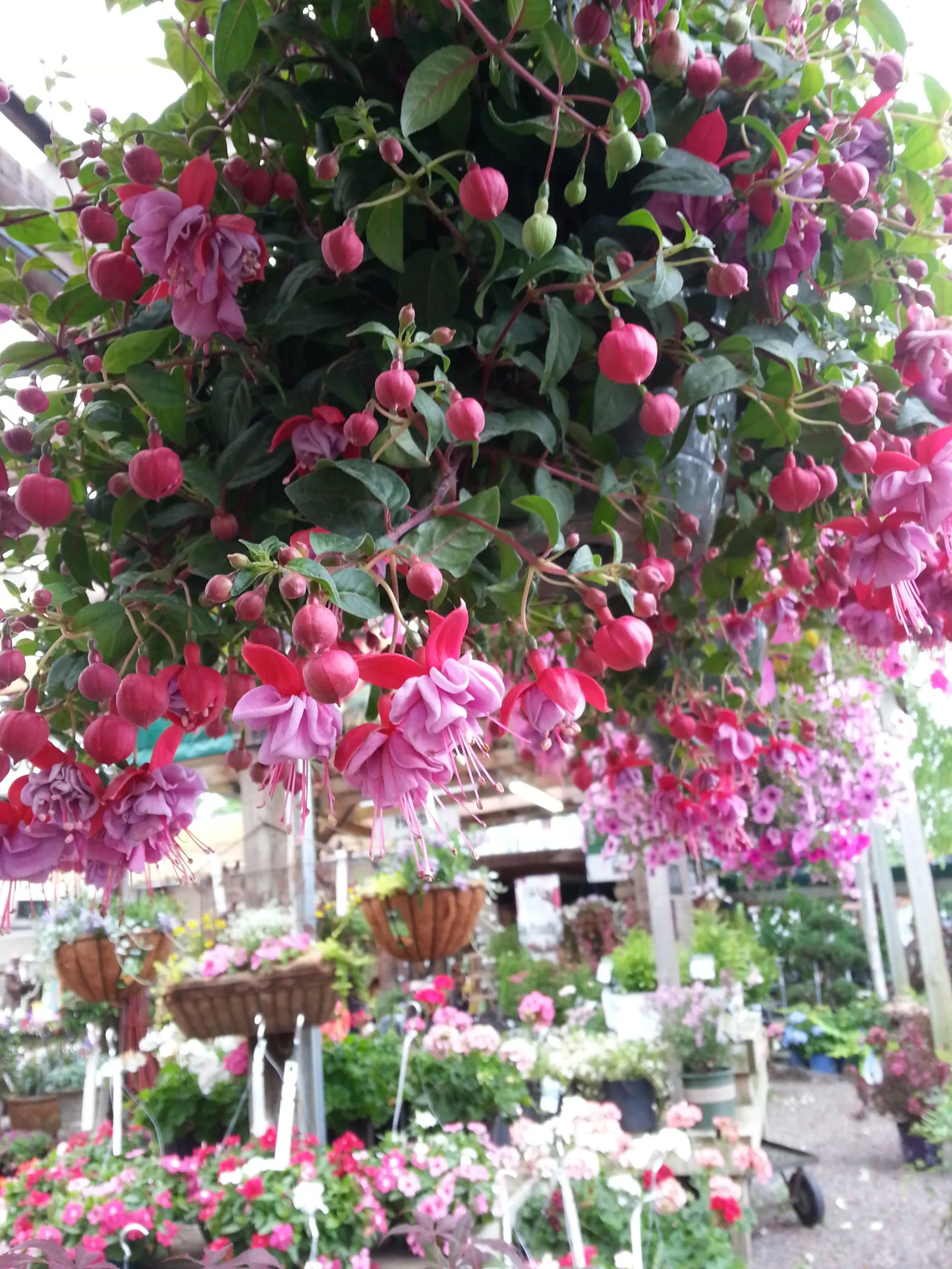 Fuchsia Hybrids (Fuchsia X Hybrida) — A sheltered spot ensures protection from harsh winds; descending from a lineage of South American fuchsias