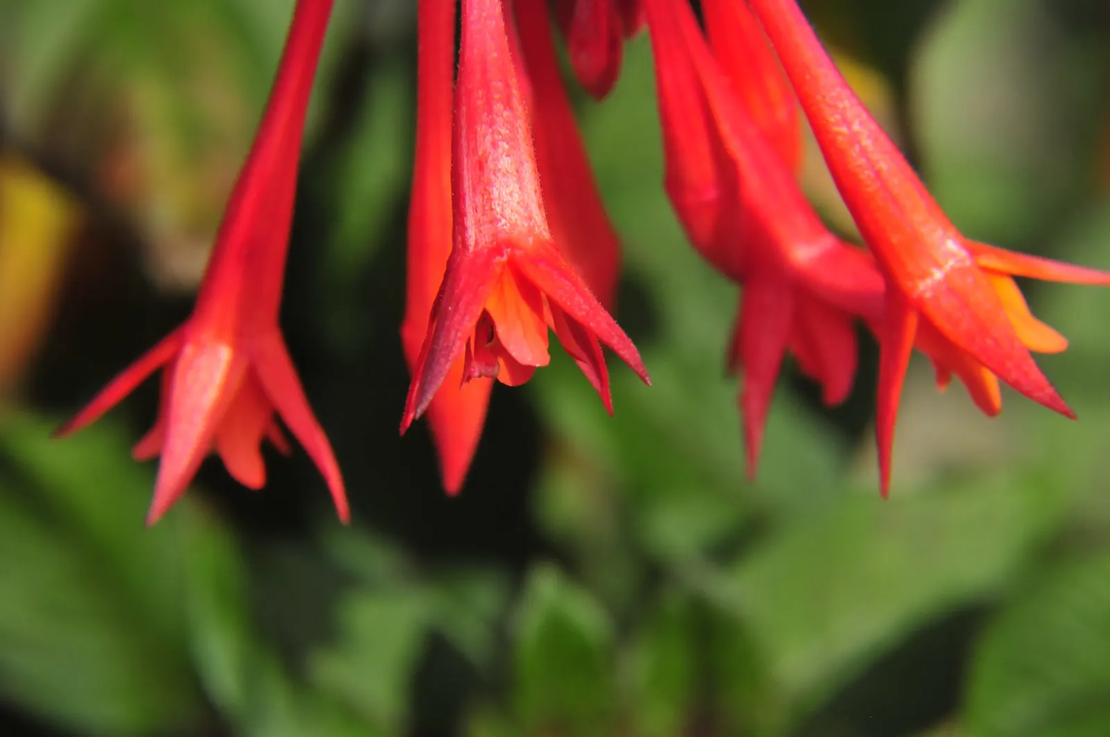 Fuchsia Hybrids (Fuchsia X Hybrida) — For best results, plant in moist, well-drained soil and provide regular watering