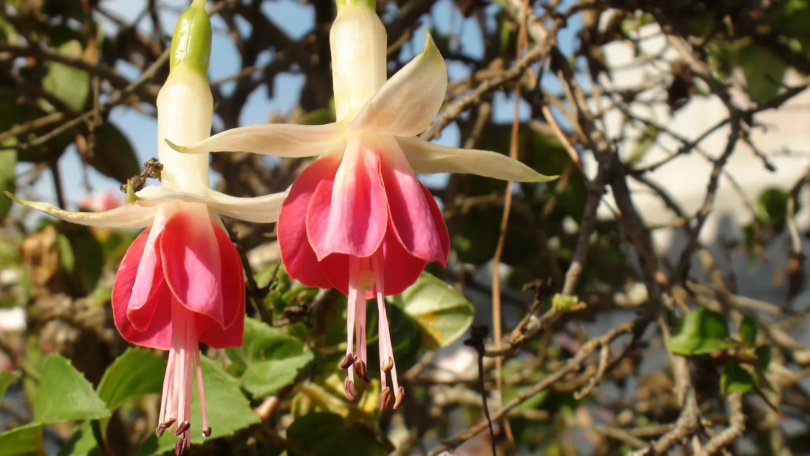 Fuchsia Hybrids (Fuchsia X Hybrida) — <br><br>Importantly for maintenance