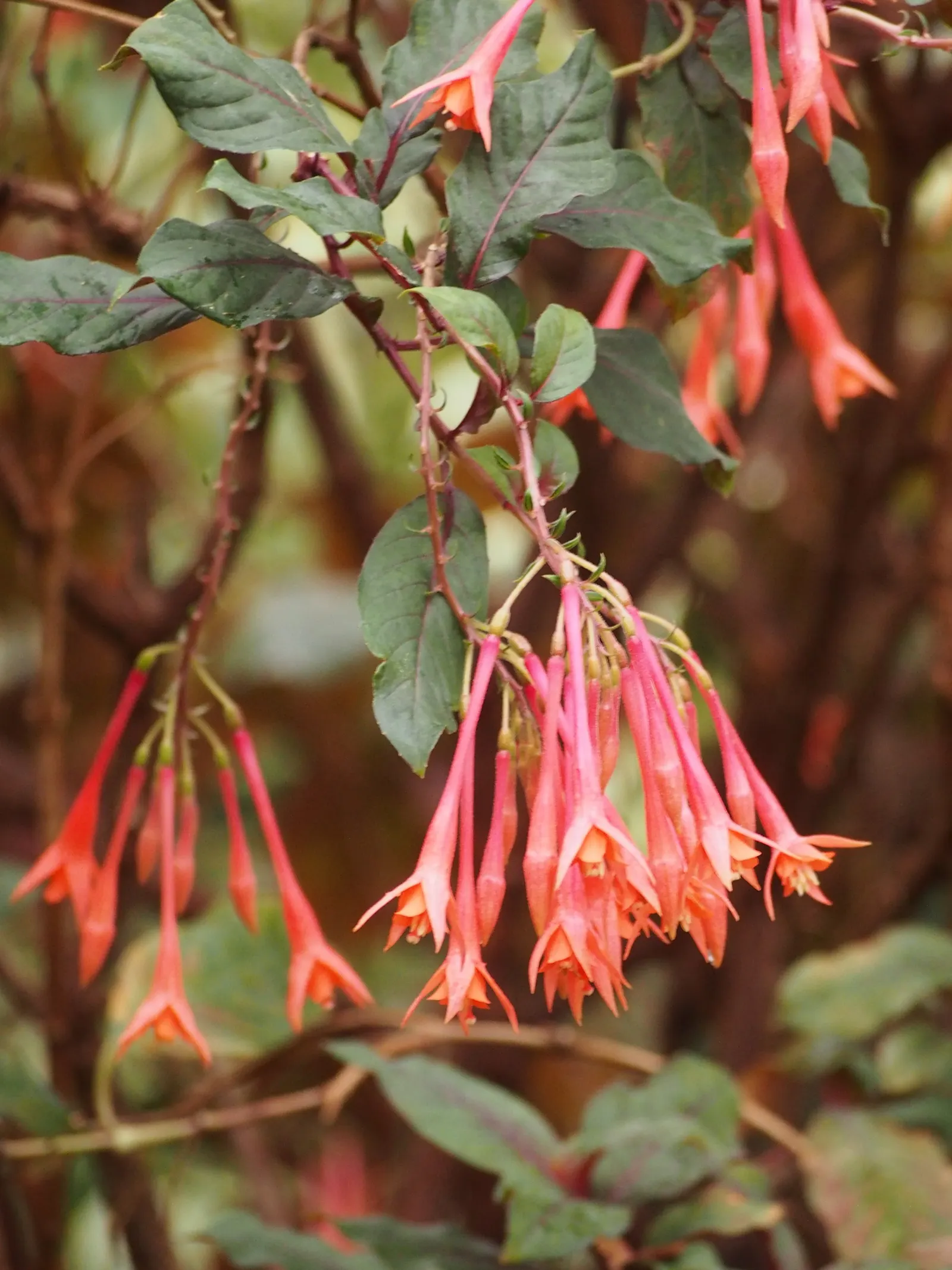 Fuchsia Hybrids (Fuchsia X Hybrida) — Whether they are displayed in hanging baskets; multi-colored and pink and red and white flowers in the garden