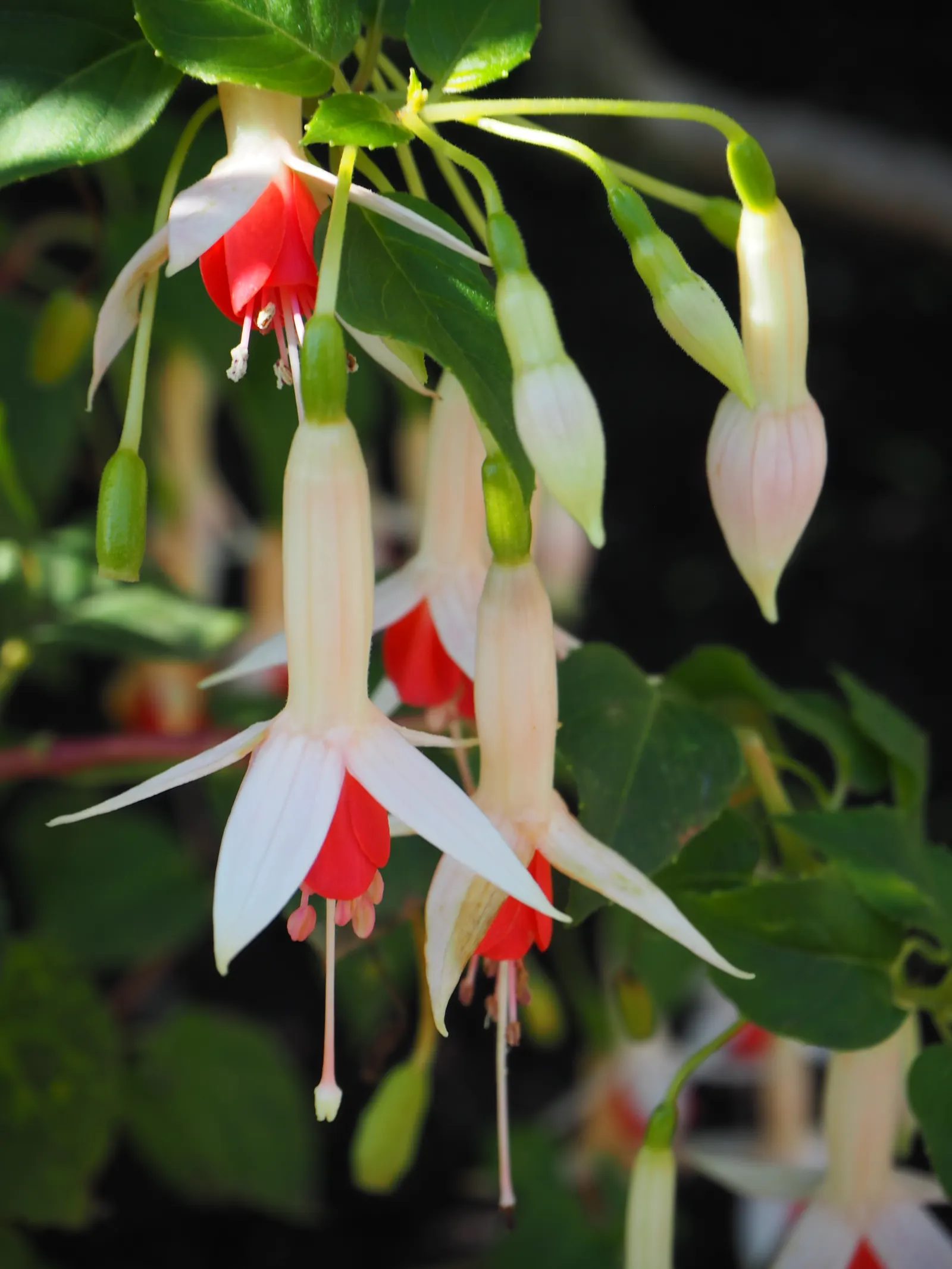 Fuchsia Hybrids (Fuchsia X Hybrida) — shrub for half or shade
