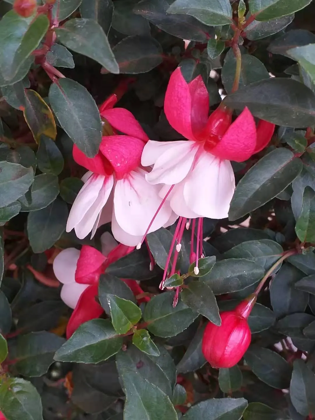 Fuchsia Hybrids (Fuchsia X Hybrida) — <br><br>Typically reaching a modest size of up to 4 feet in height and spread, image 44