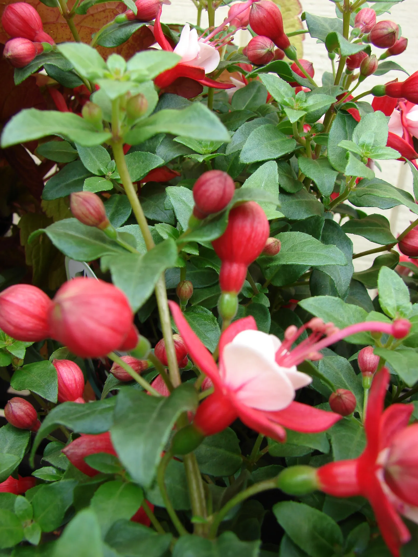 Fuchsia Hybrids (Fuchsia X Hybrida) — descending from a lineage of South American fuchsias