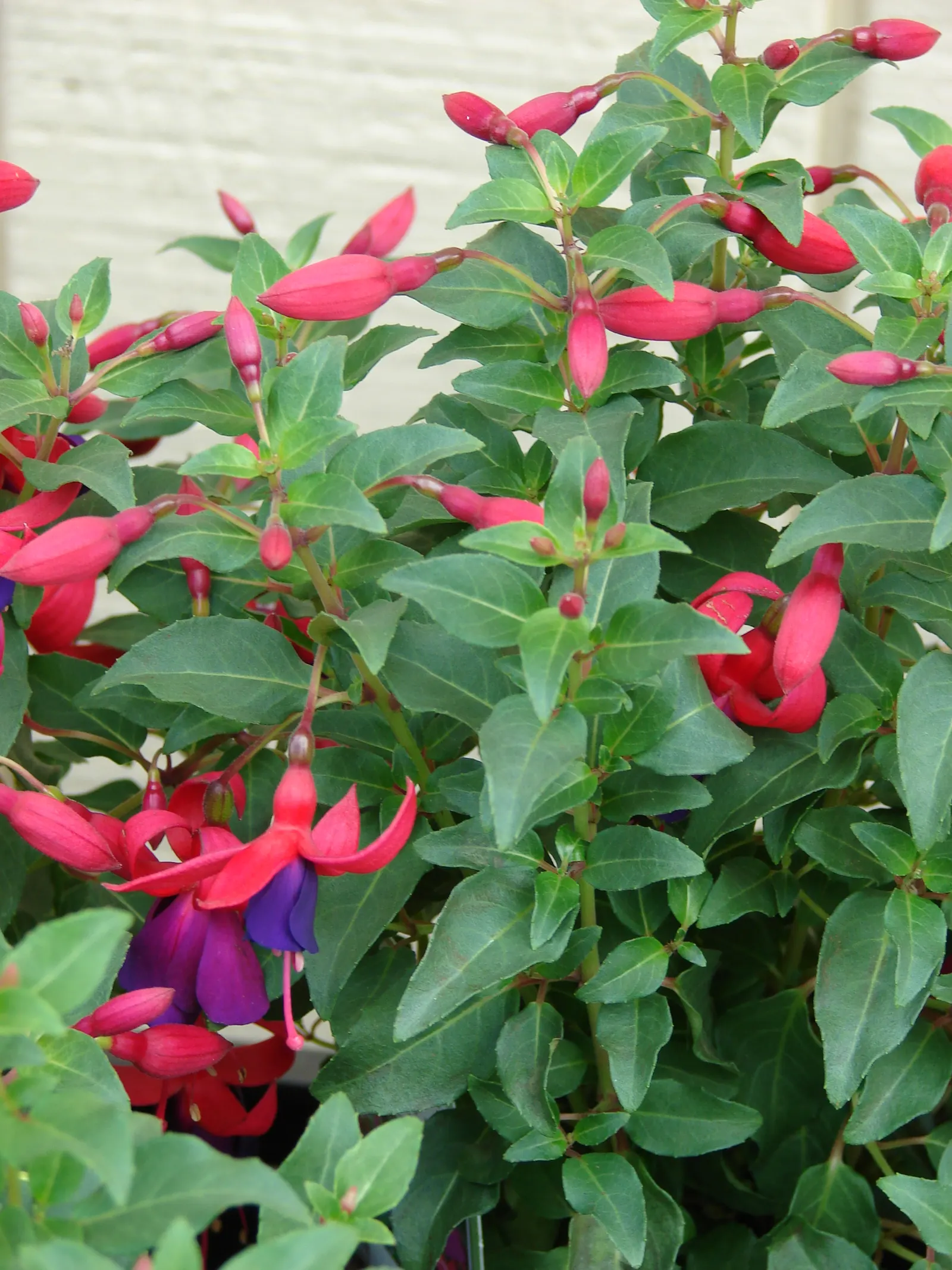 Fuchsia Hybrids (Fuchsia X Hybrida) — <br><br>Importantly for maintenance; their flowers are renowned for their dual-tone palette