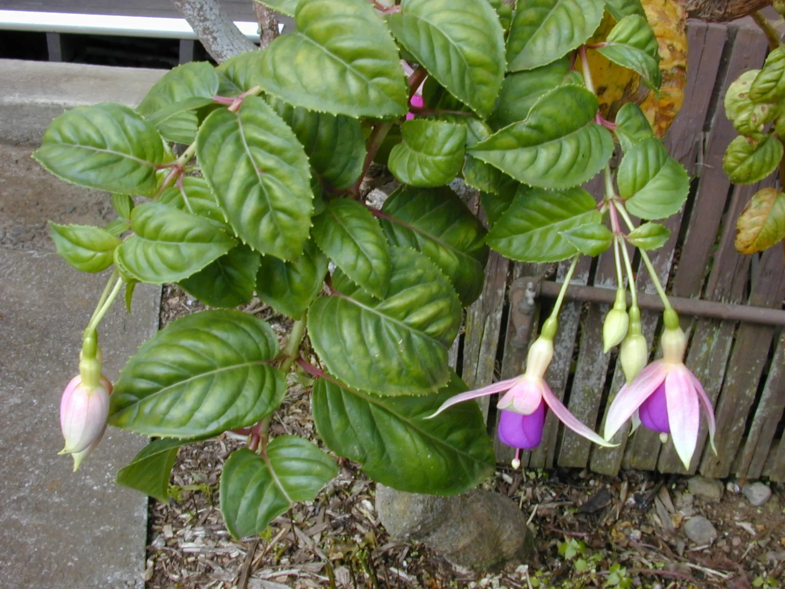 Fuchsia Hybrids (Fuchsia X Hybrida) — aiming to keep the soil consistently moist but never waterlogged; a sheltered spot ensures protection from harsh winds