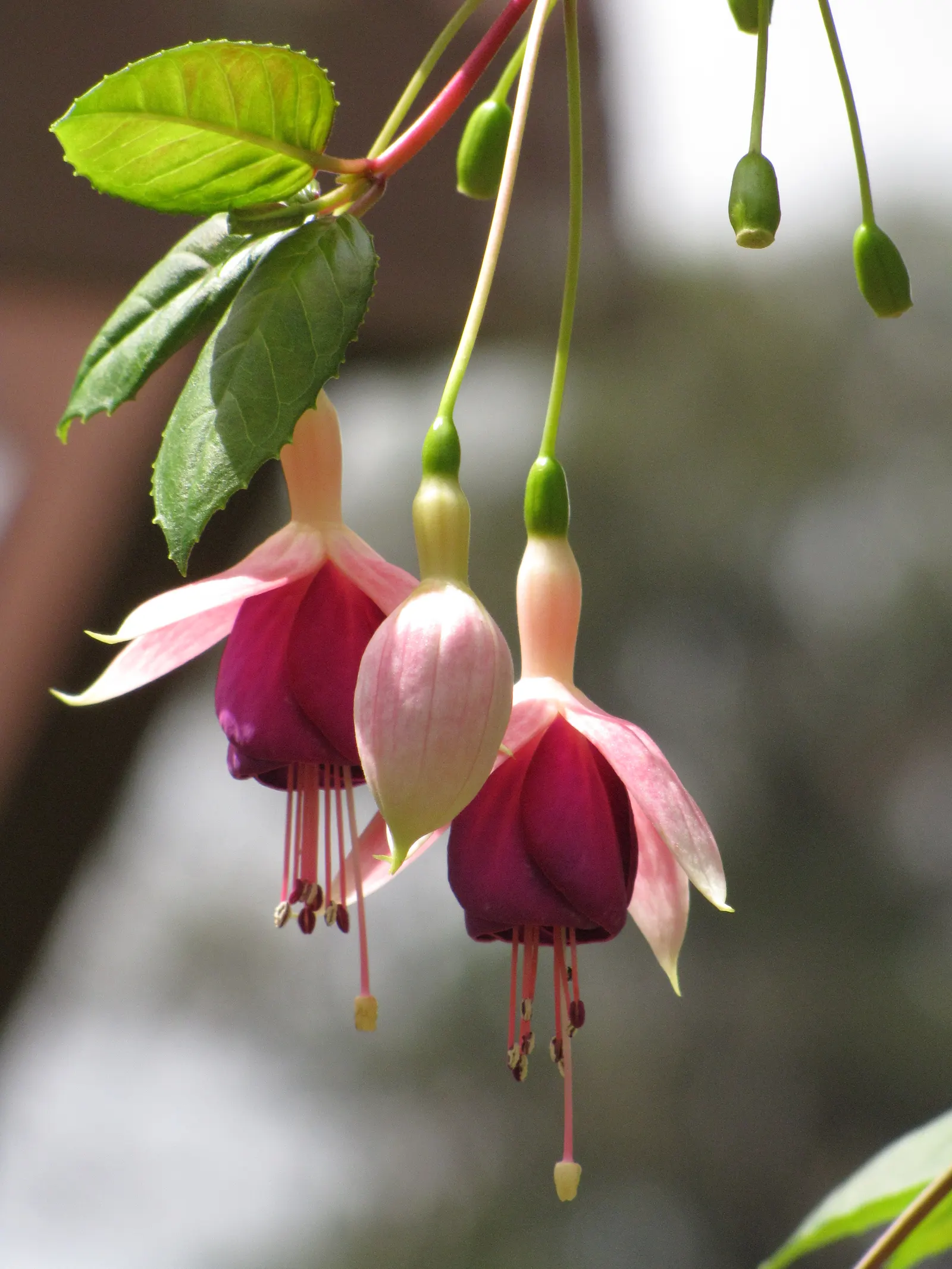 Fuchsia Hybrids (Fuchsia X Hybrida) — they make a perfect understory plant or border accent in zones 6-11; aiming to keep the soil consistently moist but never
