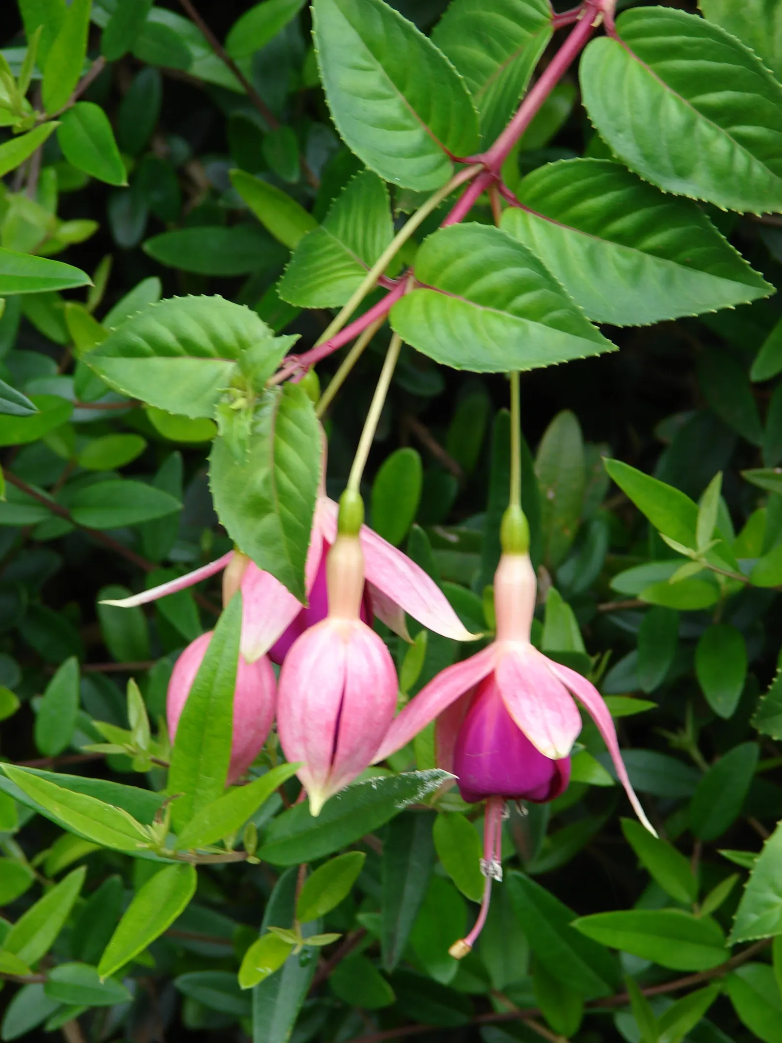 Fuchsia Hybrids (Fuchsia X Hybrida) — drooping flowers showcasing a striking amalgamation of purple and pink hues; so they're an excellent choice for cooler
