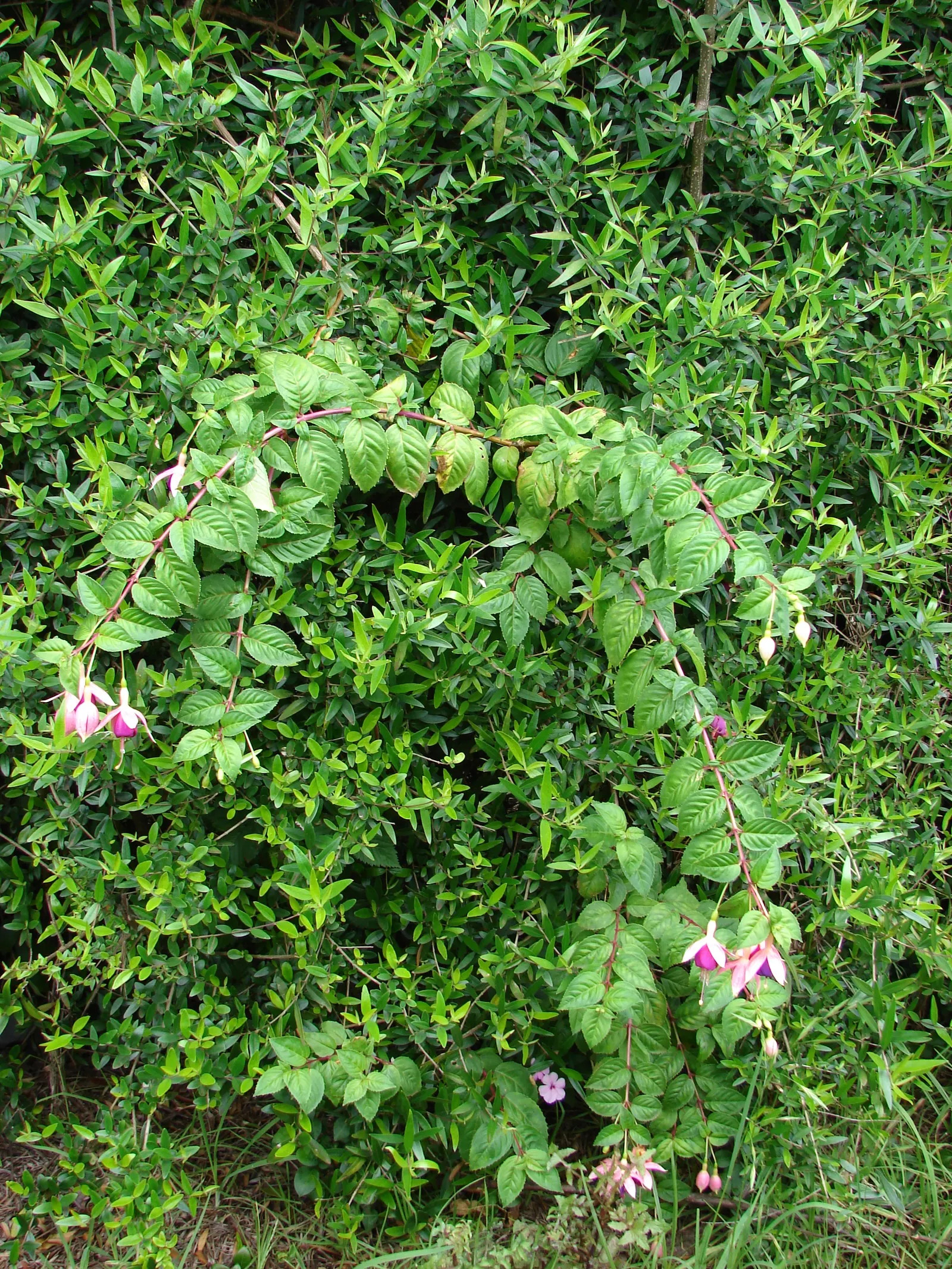 Fuchsia Hybrids (Fuchsia X Hybrida) — shrub with multi-colored and pink and red and white blooms