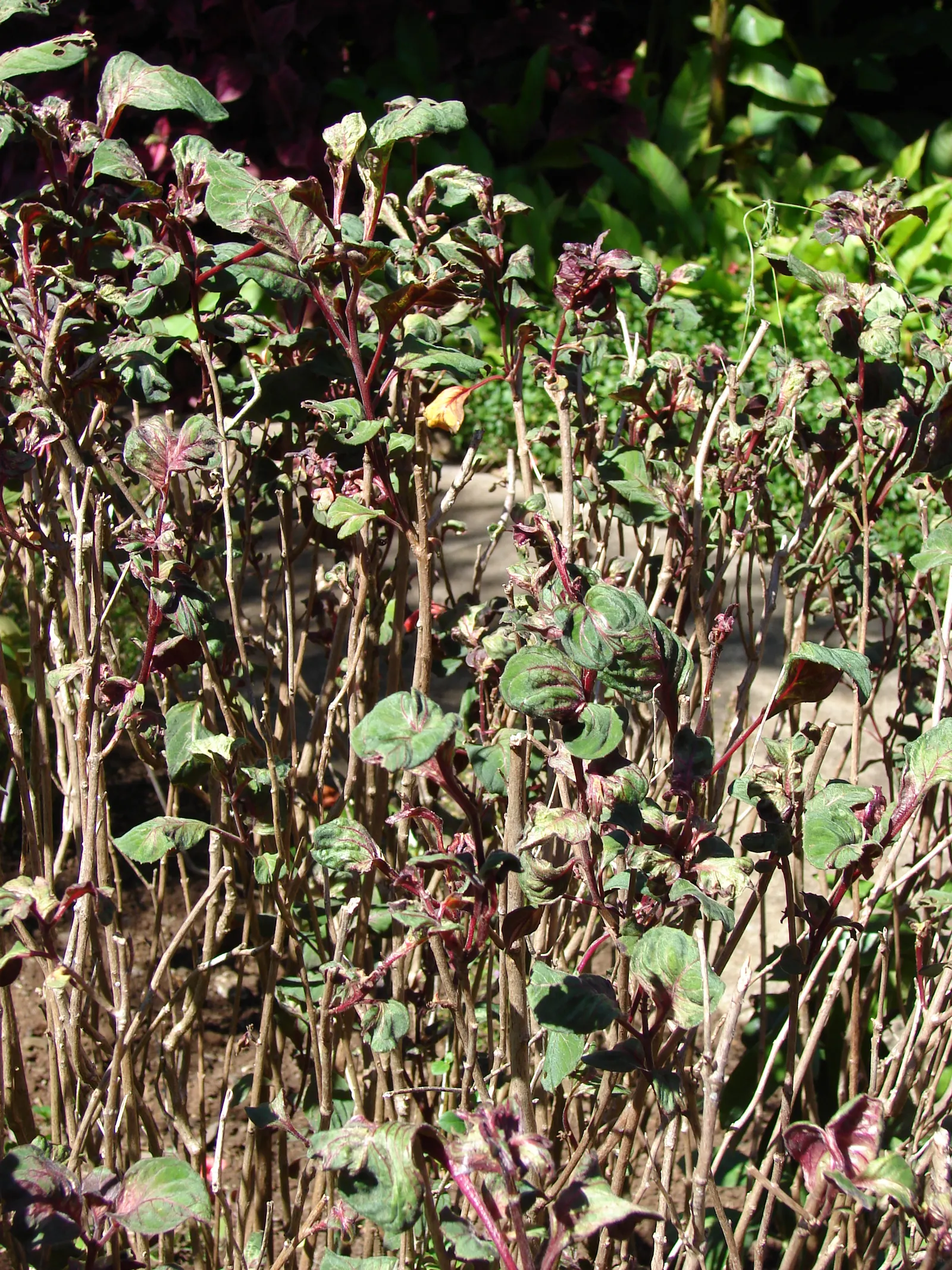 Fuchsia Hybrids (Fuchsia X Hybrida) — shrub with multi-colored and pink and red and white blooms; sheltered areas of the garden which do not receive intense