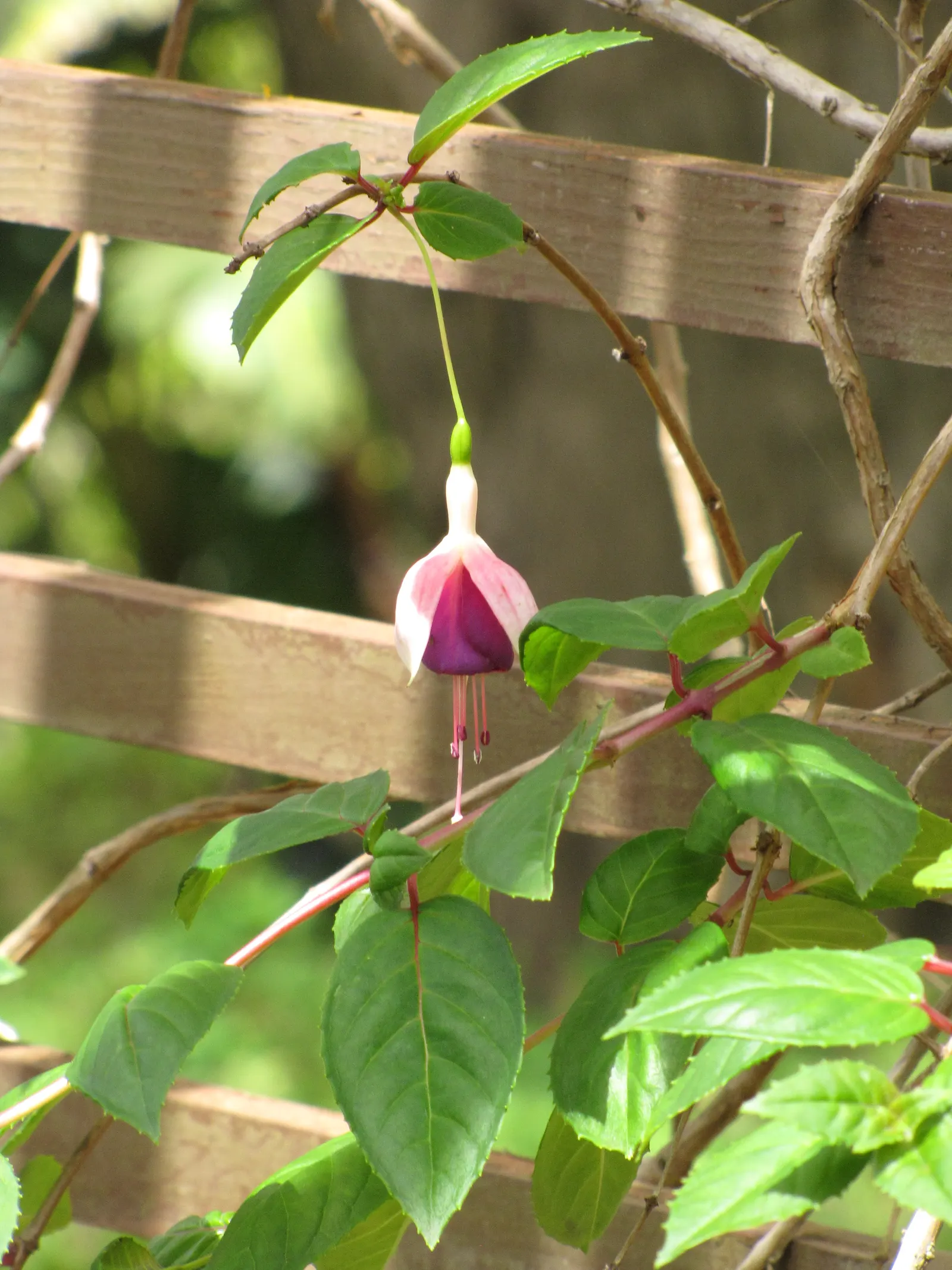 Fuchsia Hybrids (Fuchsia X Hybrida) — which can extend from spring through fall in favorable climates; to ensure optimal health and flowering