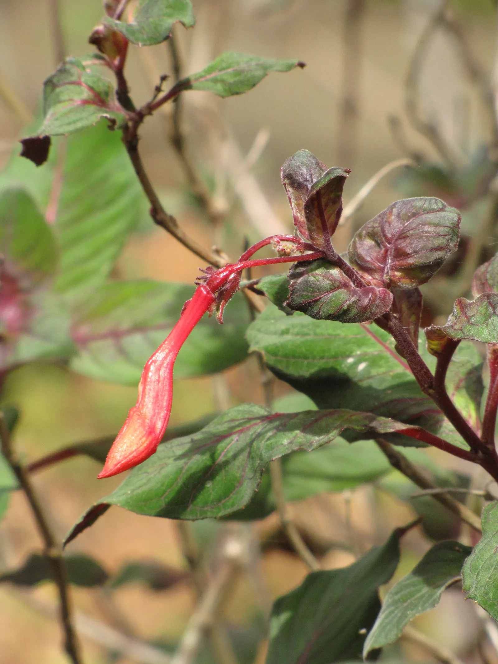 Fuchsia Hybrids (Fuchsia X Hybrida) — plant them in a location with well-draining soil and provide regular watering; shrub with multi-colored and pink and red