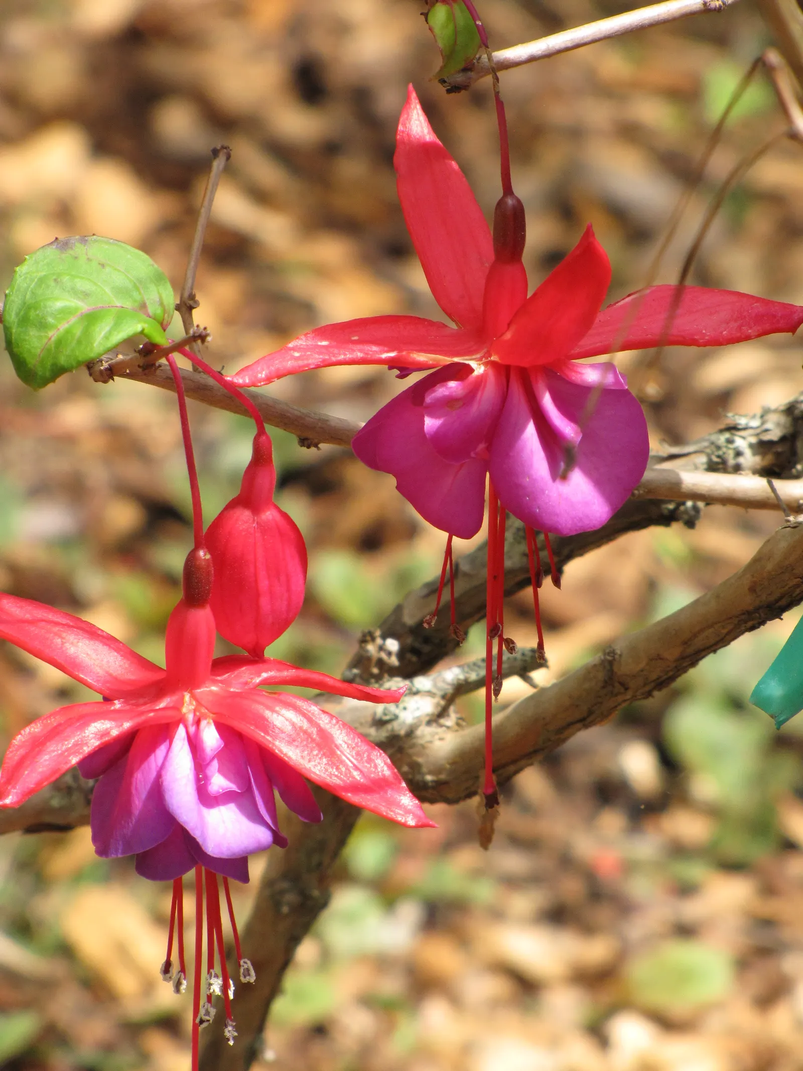 Fuchsia Hybrids (Fuchsia X Hybrida) — a popular ornamental shrub; thriving in partial shade, it grows 1-4 feet tall and spreads up to 3 feet