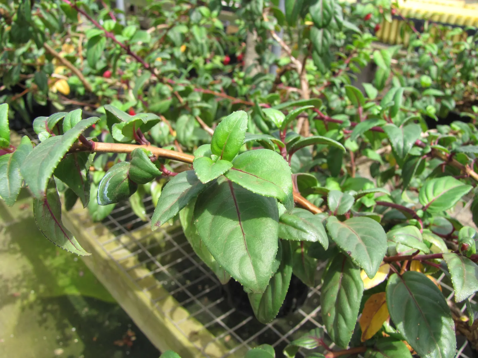 Fuchsia Hybrids (Fuchsia X Hybrida) — is an elegant and versatile hybrid well-suited to add both color and character to your landscape design; stands out with