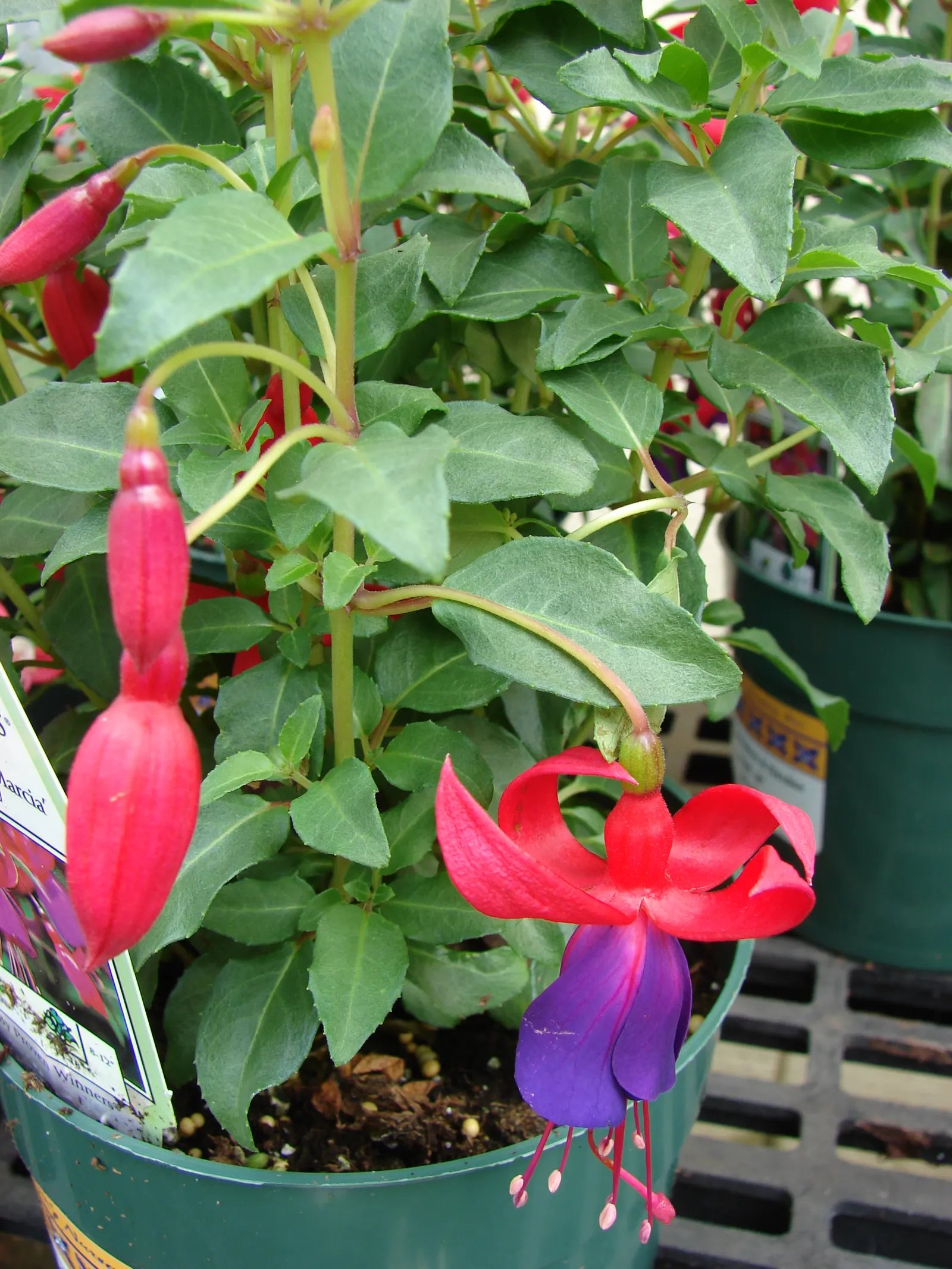 Fuchsia Hybrids (Fuchsia X Hybrida) — Its unique blossoms add vibrant color and visual interest to any garden space
