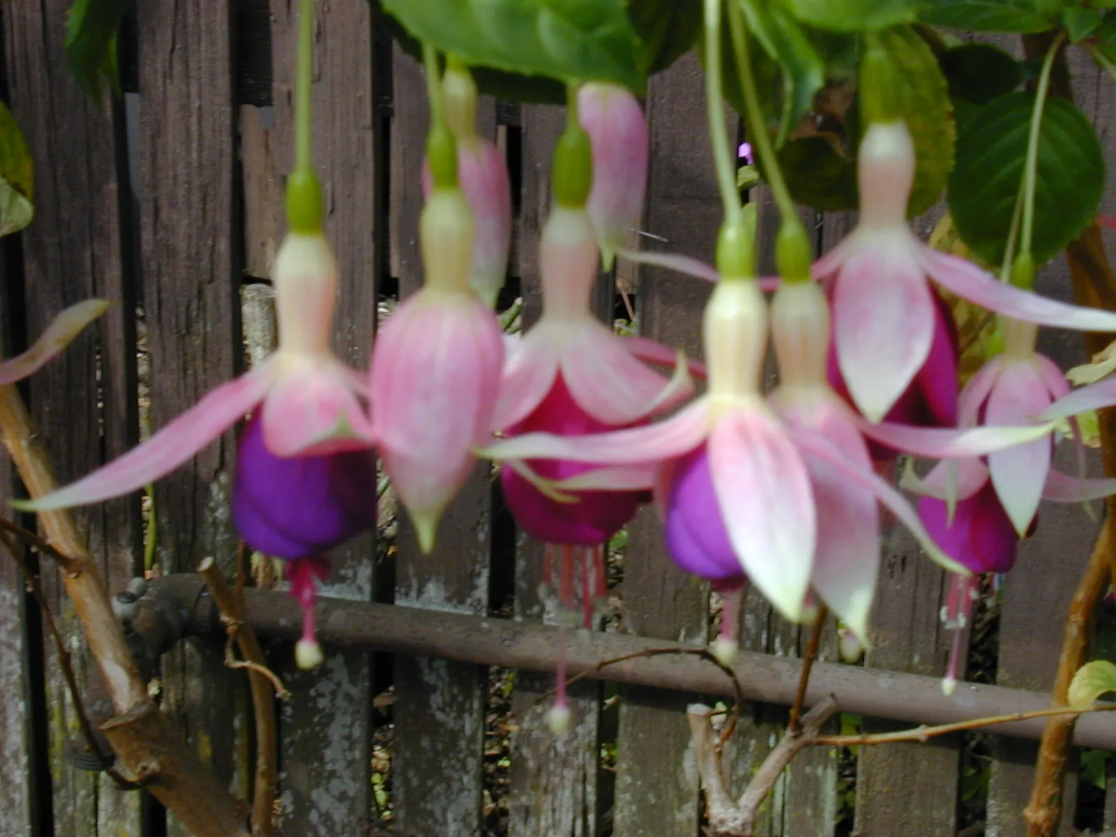 Fuchsia Hybrids (Fuchsia X Hybrida) — or used as a dazzling accent along walkways or patios; for best results, plant in moist, well-drained soil and provide