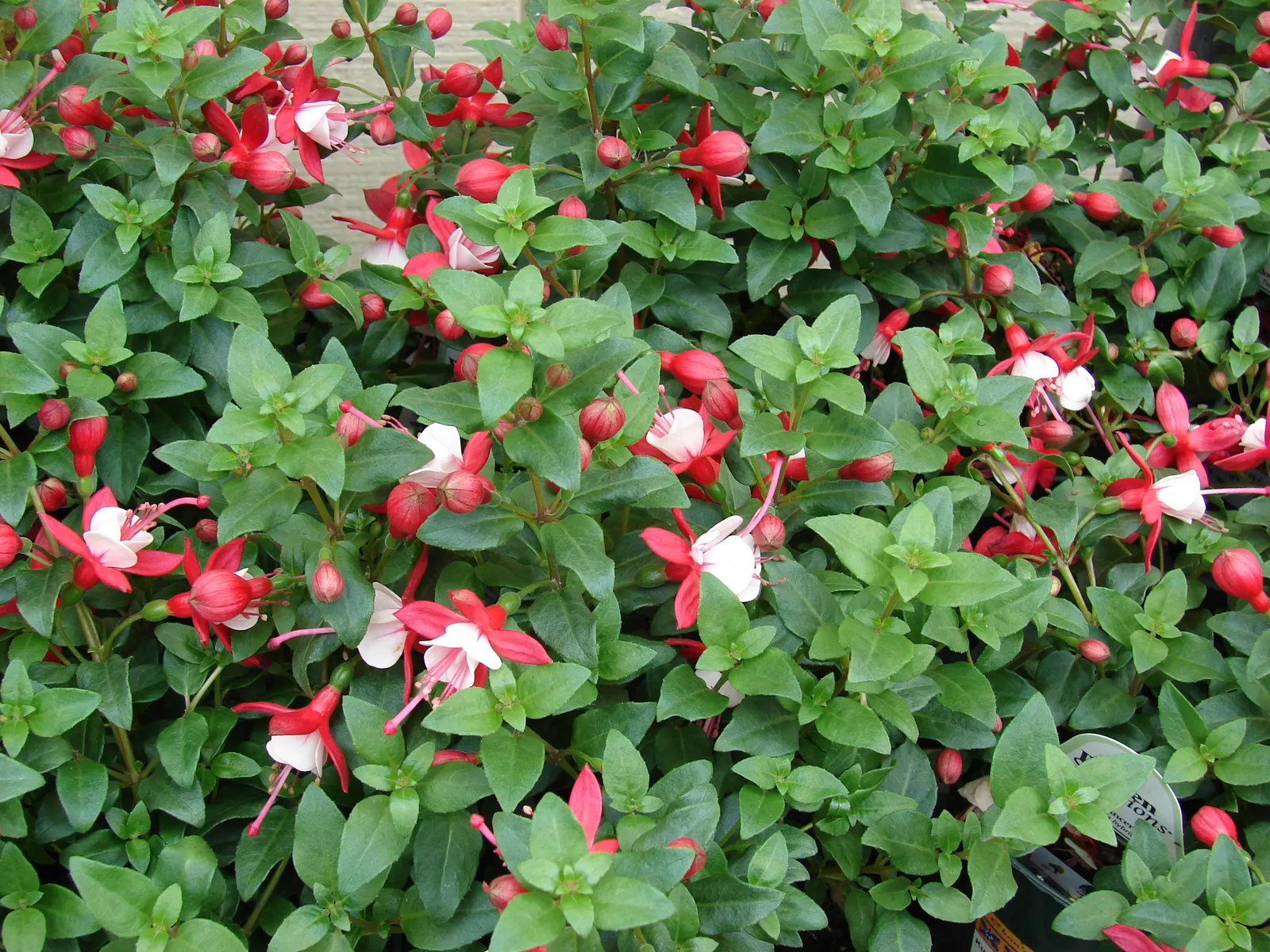 Fuchsia Hybrids (Fuchsia X Hybrida) — sporting a unique teardrop shape that is undeniably eye-catching