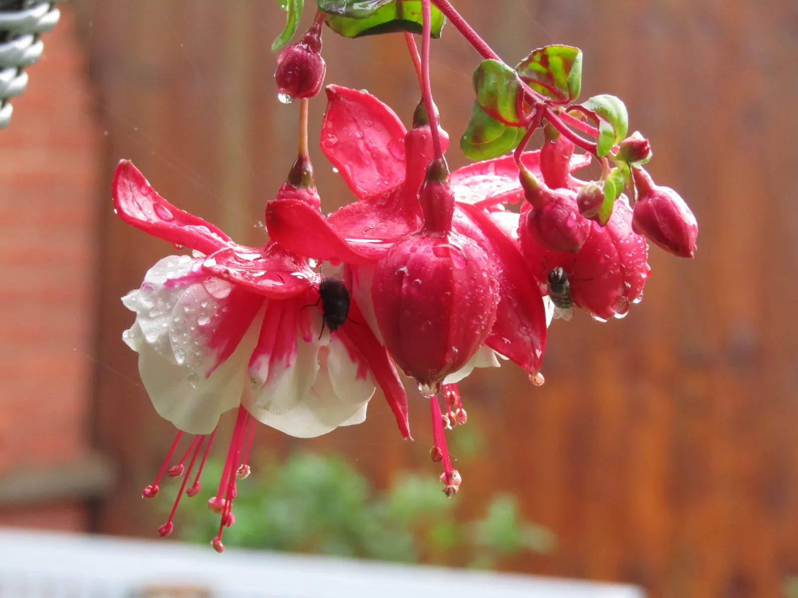 Fuchsia Hybrids (Fuchsia X Hybrida) — so they're an excellent choice for cooler